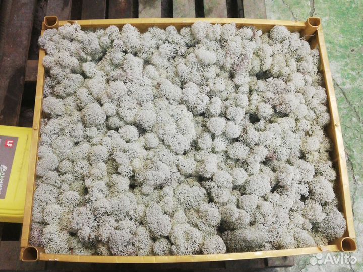 Ягель очищенный, сухой. Сложанный в бокс