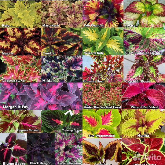 Колеусы сортовые