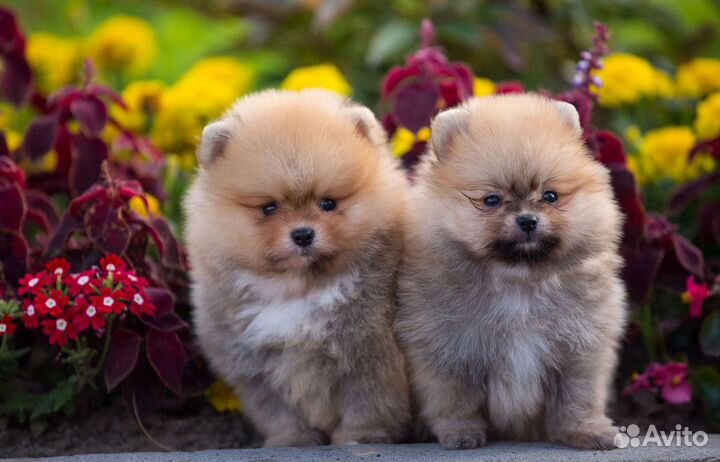 Померанский шпиц