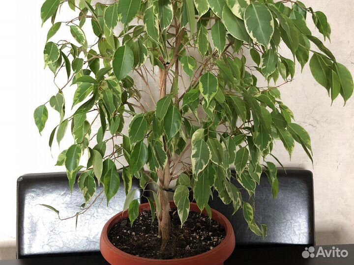 Бенджамина