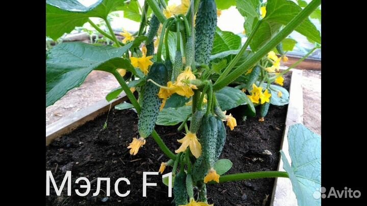Семена высокоурожайного огурца Мэлс F 1