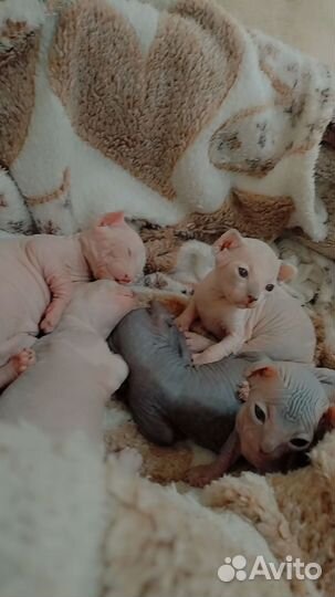 Канадский сфинкс