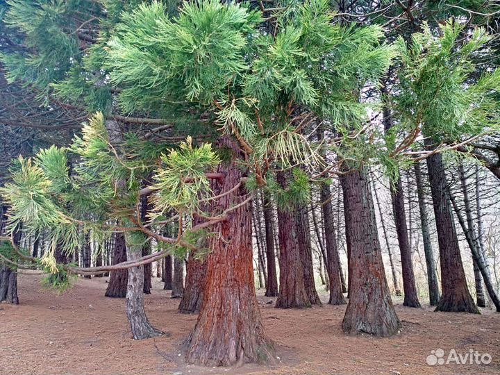 Секвойядендрон гигантеум (Мамонтово дерево)