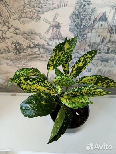 Кодиеум голд сан