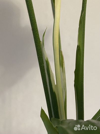 Спатифиллум пикассо