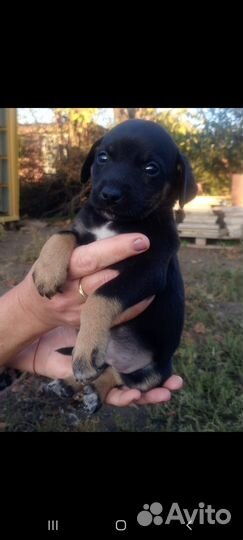 Есть мальчики и девочки небольшие щенки, бесплатно