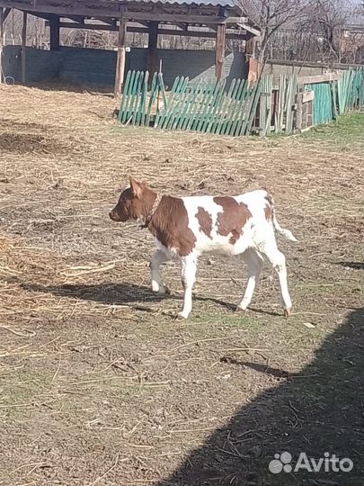 Бычок и телка