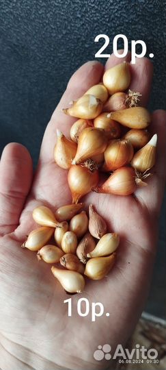 Луковицы тюльпанов