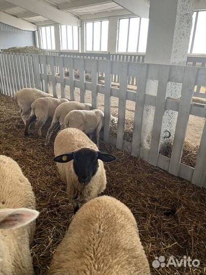 Овцы бараны