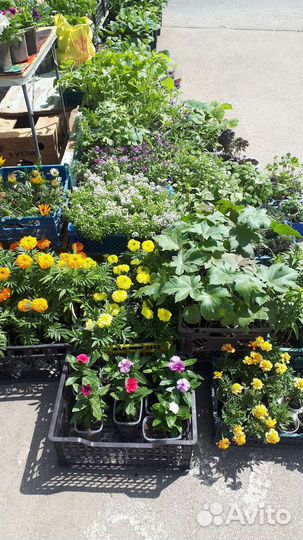 Рассада овощей и цветов