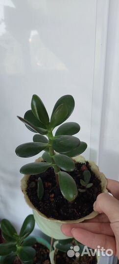 Толстянка денежное дерево