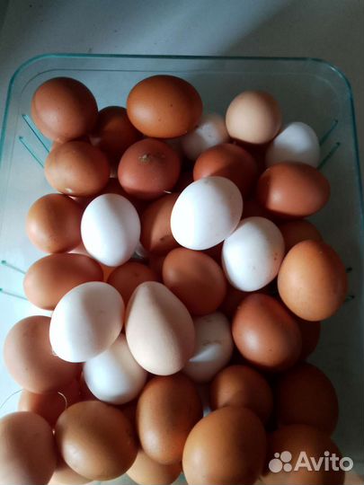 Картофель на корм скоту