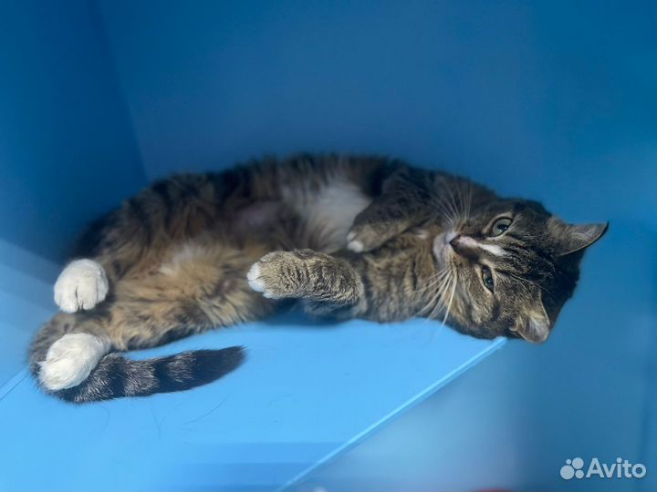 Не дают шанса