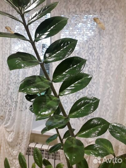 Замеокулькас