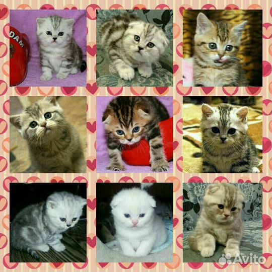 Скоттиш-Фолд вязка