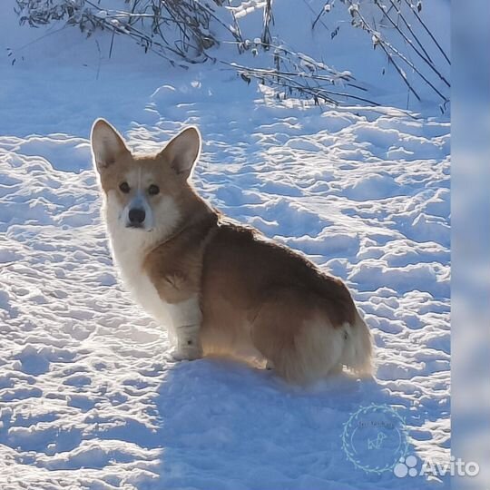 Кобель Вельш корги пемброк вязка