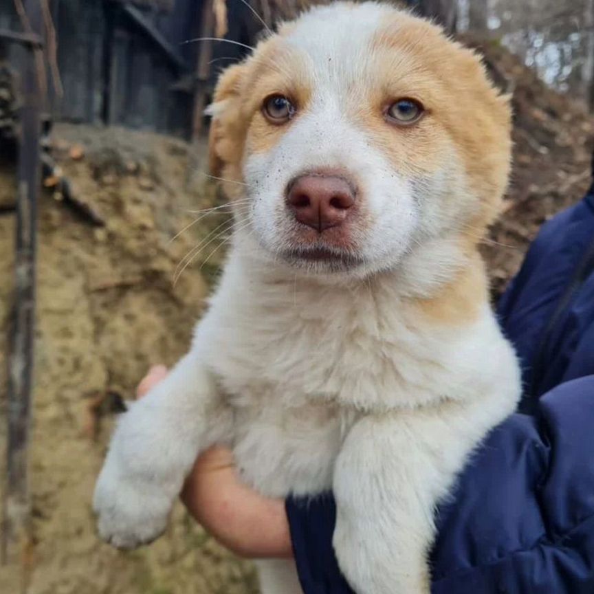 Щенок в добрые руки