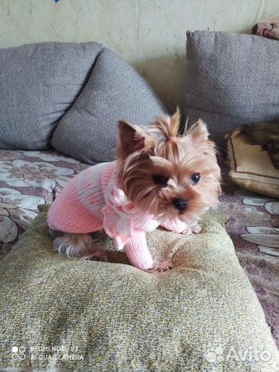 Одежда для собак и кошек