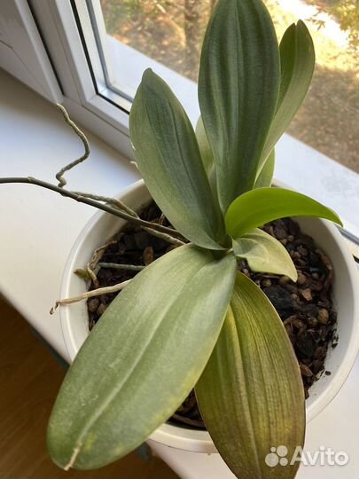 Орхидея фаленопсис мини с горшком