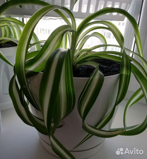 Цветы комнатные