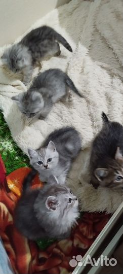 Прекрасные котята