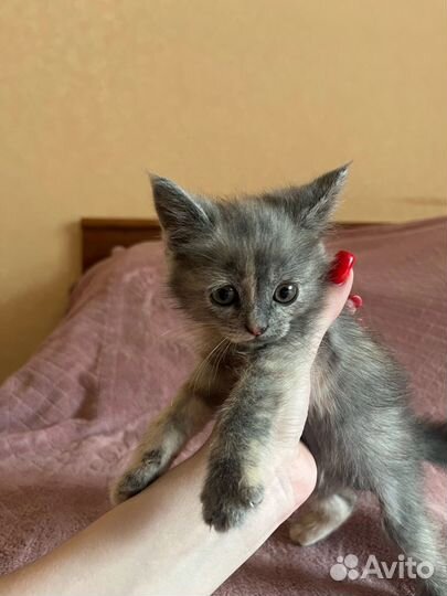 Кошки в добрые руки