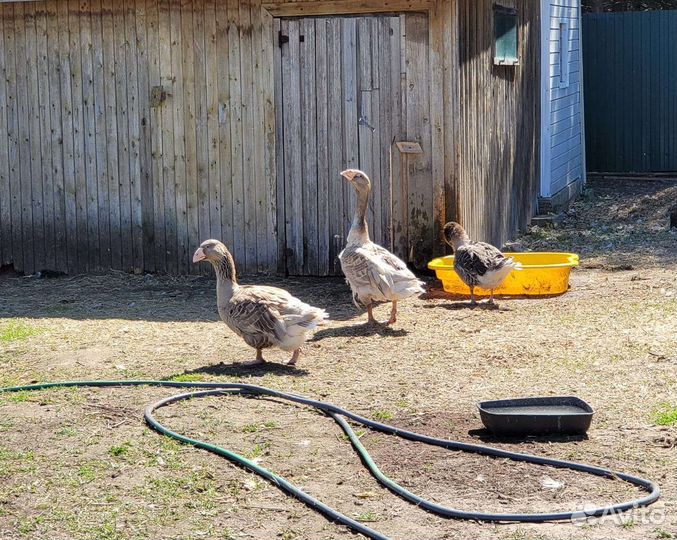 Гуси горбоносые, Гуси холмогоры,Гуси крупные серые