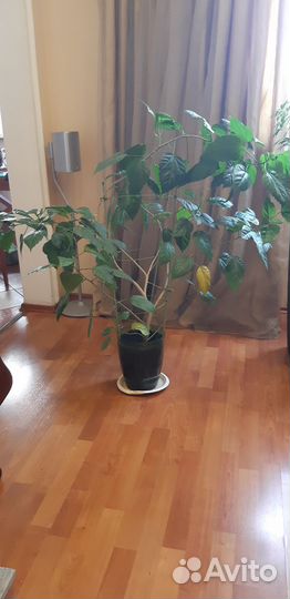 Гибискус китайская роза дерево