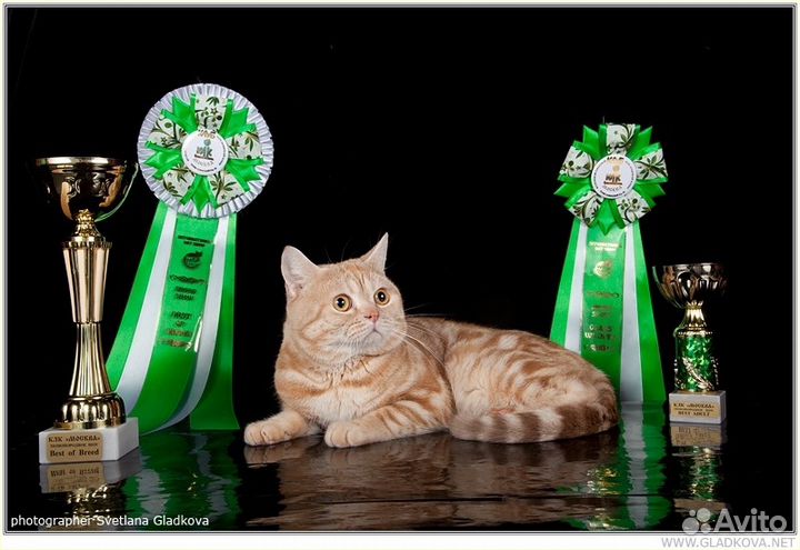 Вязка с клубным шотландцем