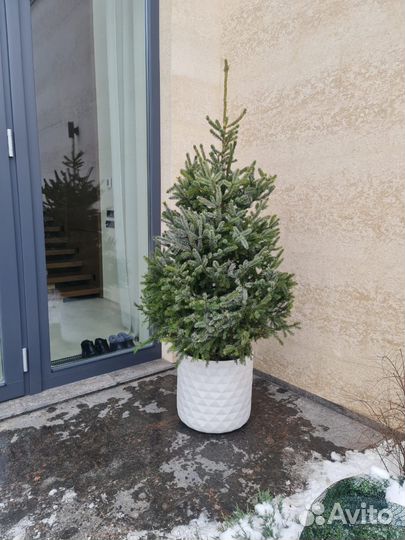 Ель Сербская живая