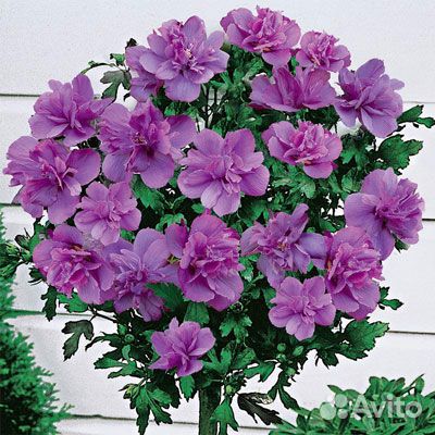 Гибискус садовый