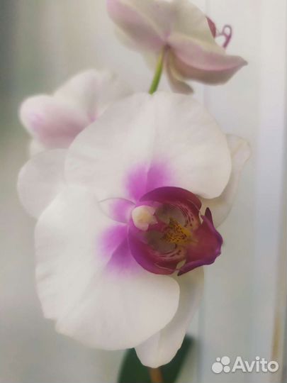 Орхидея фаленопсис