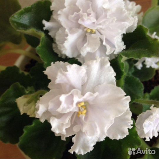 Сортовые фиалки