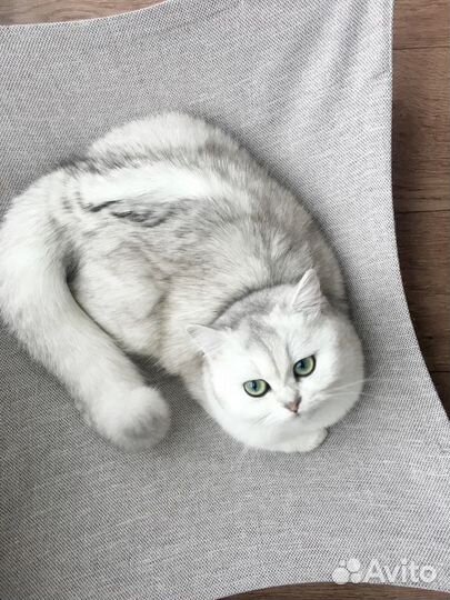 Британская серебристая шиншилла
