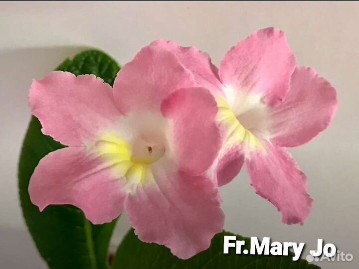 Стрептокарпус ч.5