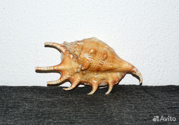 Ракушка Lambis scorpio (15*8 см)