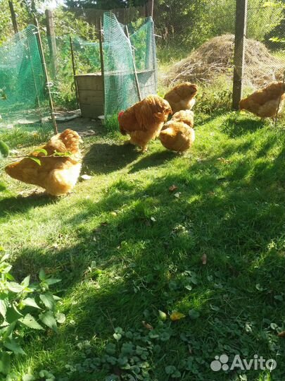 Куры орпенгтон палевый