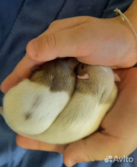 Маленькое счастье