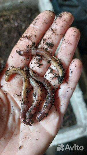 Червь дендробена