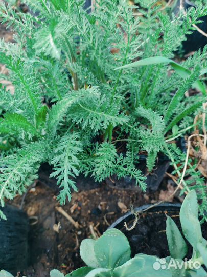 Тысячелистник декоративный