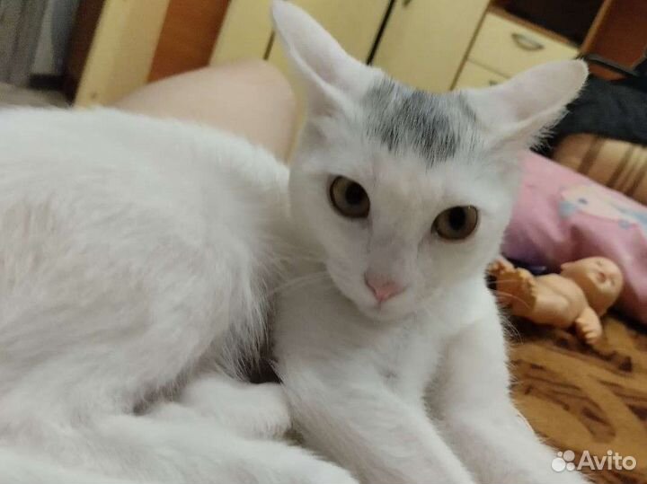 Кошечка в добрые руки