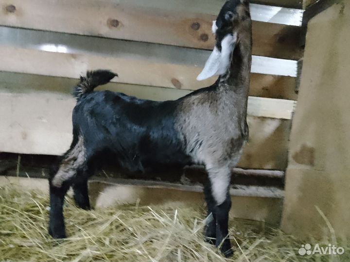 Гуси, козлята