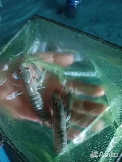 Австралийский красноклешневый рак (молодь)