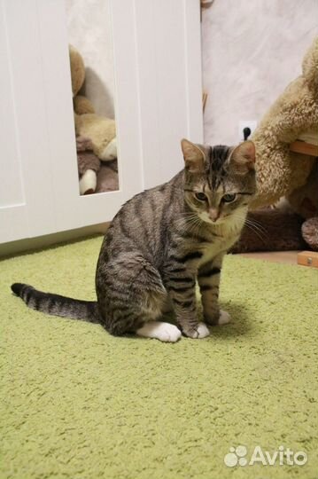 Молодой котик