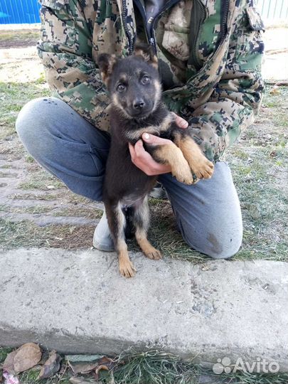 Щенки немецкой овчарки