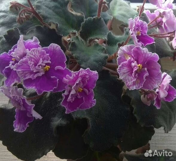 Фиалка Carnival (стартер)