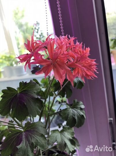 Пеларгония стеллар Bronze butterfly