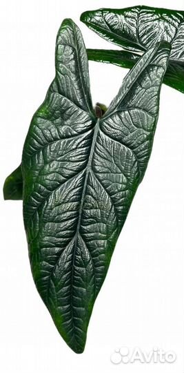 Алоказия Скальпрум