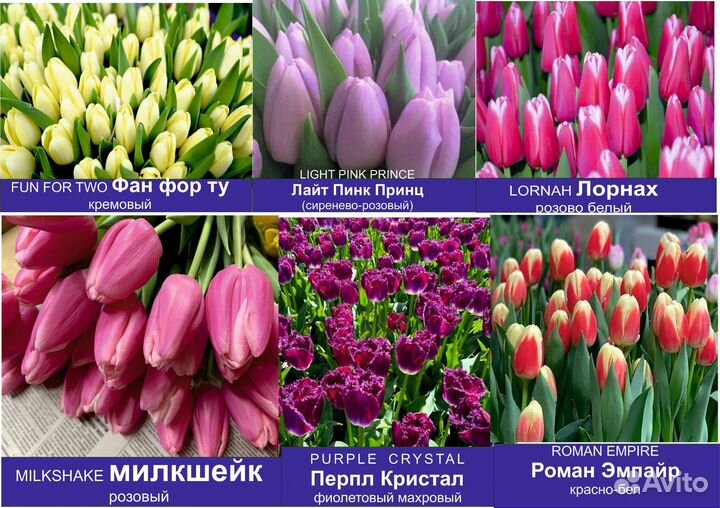 Продам тюльпаны