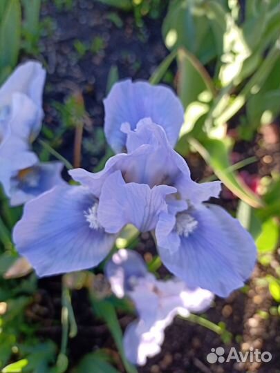 Продам ирисы сибирские, карликовые, лилейники